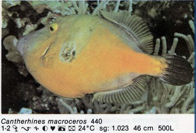 Cantherhines macroceros